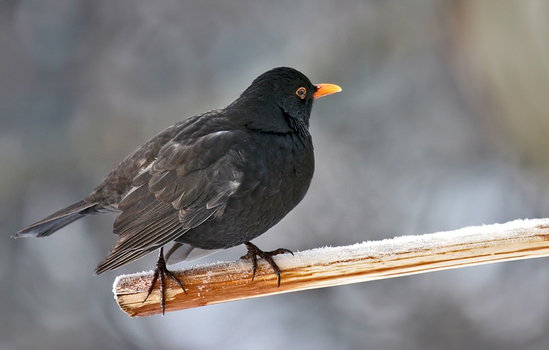 Amsel (reloud)