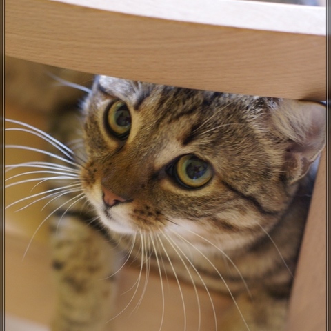 Katzenportrait #2