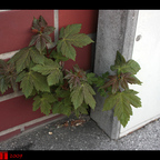 Plant Power