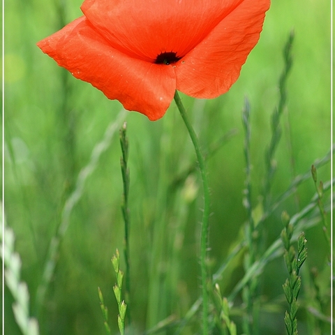 Klatschmohn