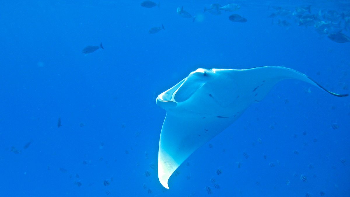 Manta