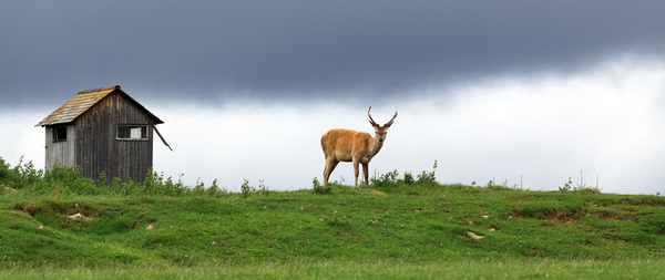 Einsamer Hirsch