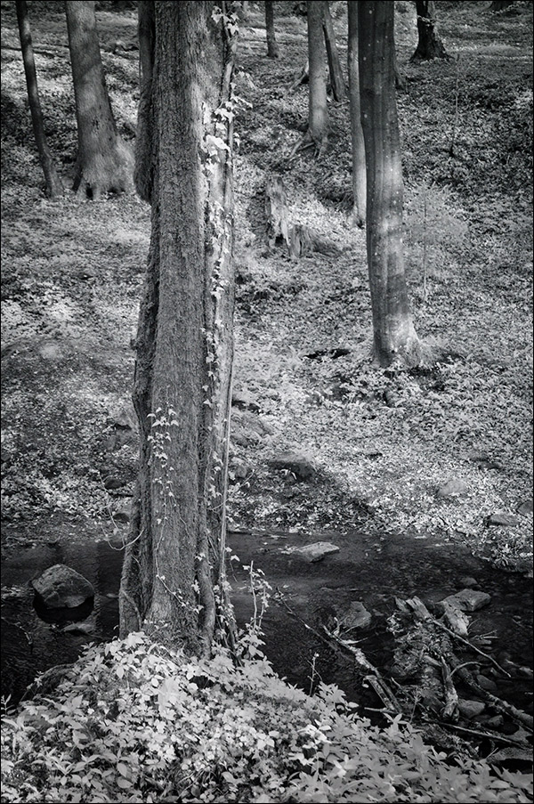 Im Kirnbachtal