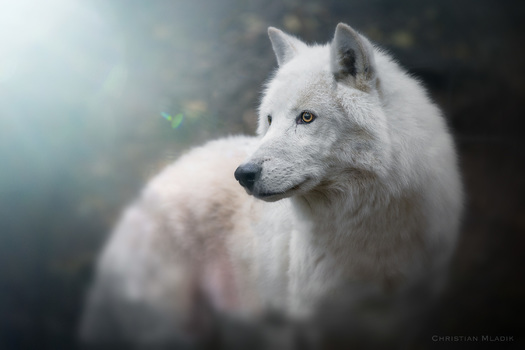 wolf 2