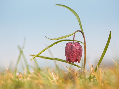 Schachbrettblume