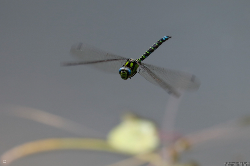eine Flotte