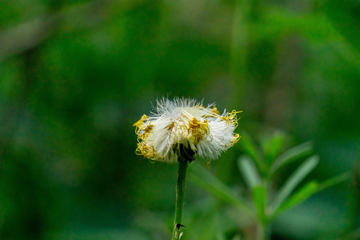Pusteblume :-)