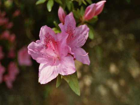 Blüte