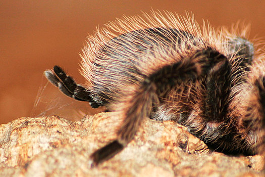 Arachnophilia 002