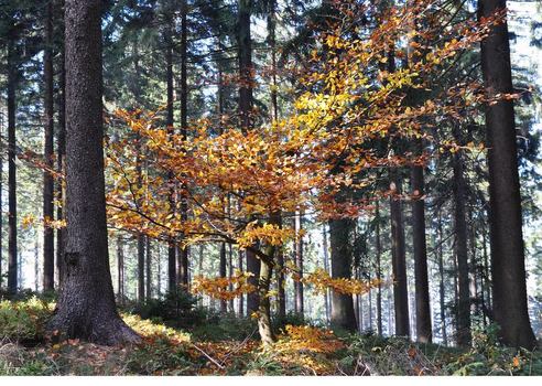 Herbst