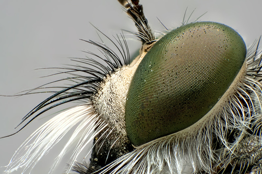 Tolmerus Species