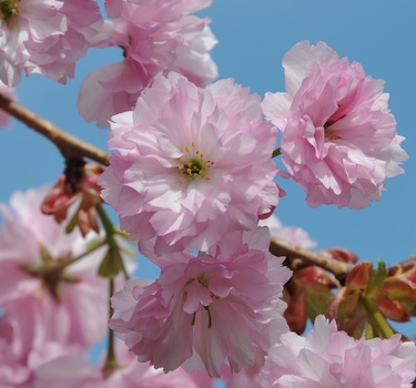 Japanische Kirschbüten