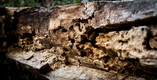 Holzbank - morsch