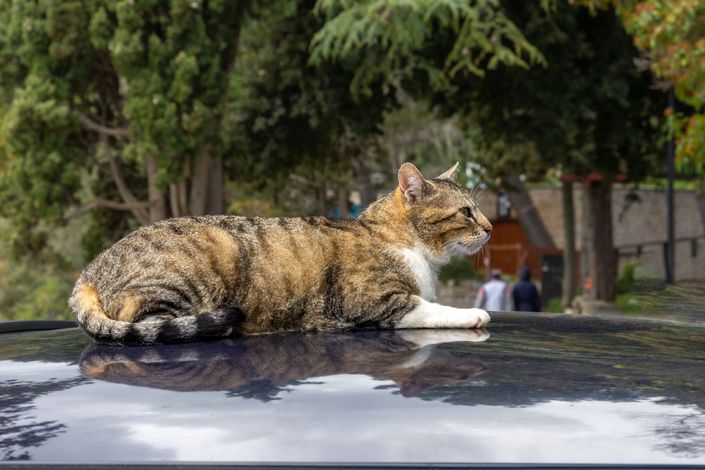 Die Katze auf dem heißen Blechdach