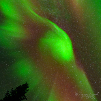 Corona (4)