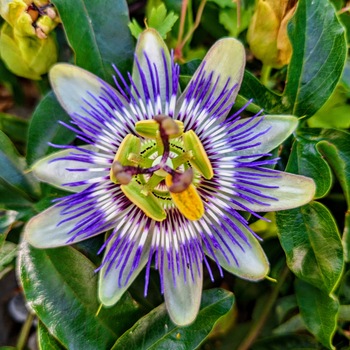 Passionsblume
