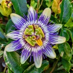 Passionsblume