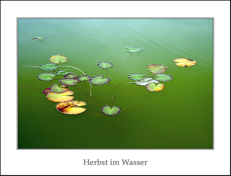 Herbst im Wasser