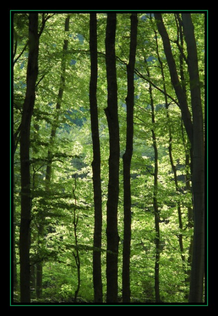 Im Walde ganz still ....