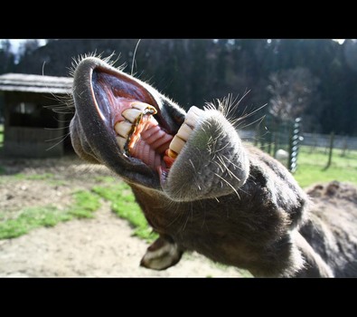 donkey