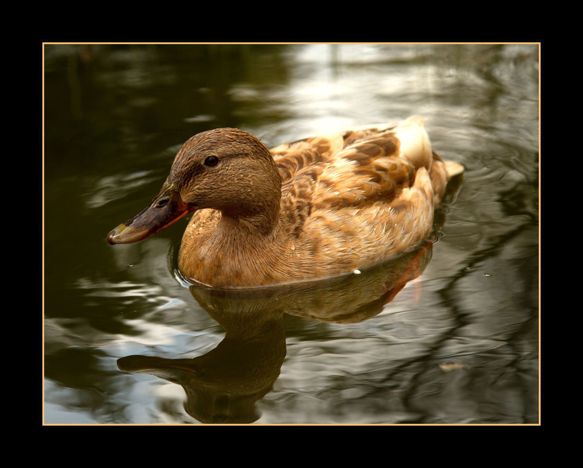 Ente