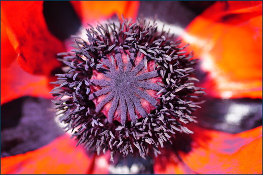 Mohnblume