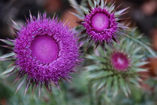 DISTEL