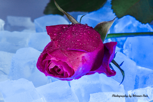 Rose on ice