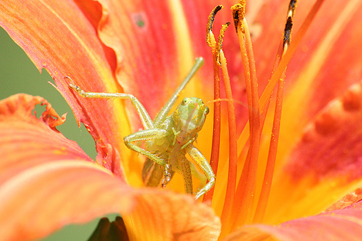 Heuschrecke auf Blume
